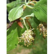 Beech (Fagus sylvatica) 12 ml