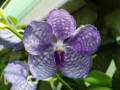Orquídea Conexión (Vanda coerulea) - 60 ml