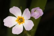 geo-Water Violet (Hottonia palustris)- 60 ml