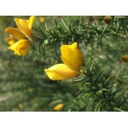 Gorse (Ulex europaeus) 12 ml