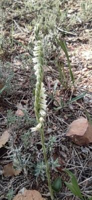 Orquídea Espiral (Spiranthes spiralis) - 12 ml