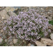 Tomillo (Thymus vulgaris) 60 ml