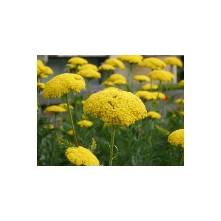 Milenrama dorada (Achillea filipendulina) 12 ml