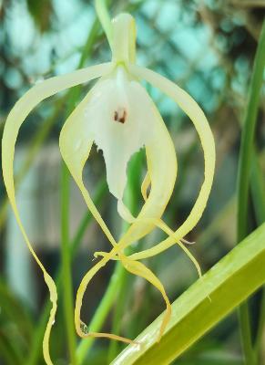 Orquídea de Comunicación Superior (Brassavola cucullata) - 60 ml