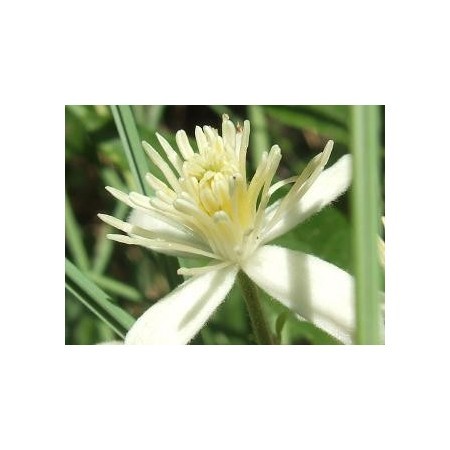 Clematis-4 (Clematis vitalba)  12 ml