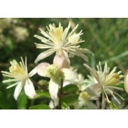 Clematis-5 (Clematis vitalba)   12 ml