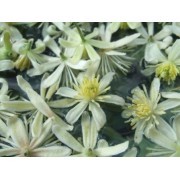 Clematis-6 (Clematis vitalba)   60 ml