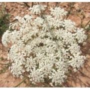 Zanahoria silvestre (Daucus carota) 12 ml