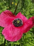 Amapola Mestiza (Papaver hybridum) - 12 ml