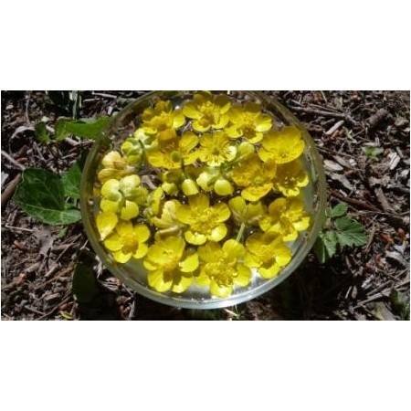 Botón de Oro (Ranunculus repens) 12 ml 