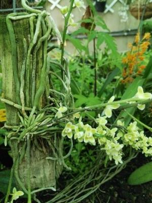 Orquídea de las Relaciones (Chilochista parishii) - 60 ml