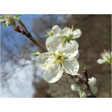 Cherry Plum-red (Prunus pissardii) 60 ml