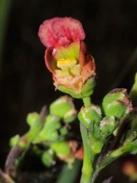 Escrofularia acuática (Scrophularia auriculata subsp. pseudoauriculata) - 60 ml