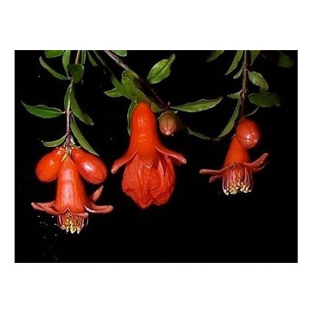 Granado (Punica granatum) 60 ml