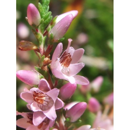 Heather (Calluna vulgaris) 12 ml