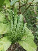 Mano de Buda (Citrus medica var. sarcodactylis) - 12 ml