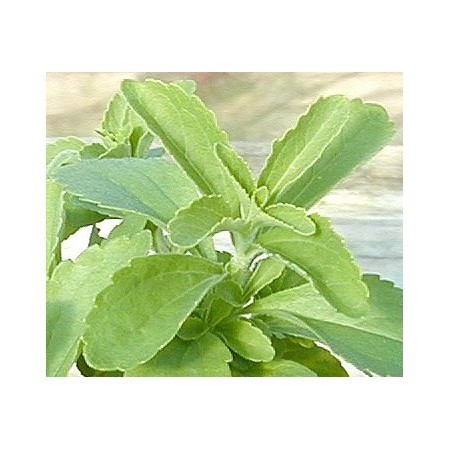 Stevia (Stevia rebaudiana) 12 ml