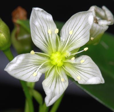 Venus atrapamoscas (Dionaea muscipula) - 12 ml