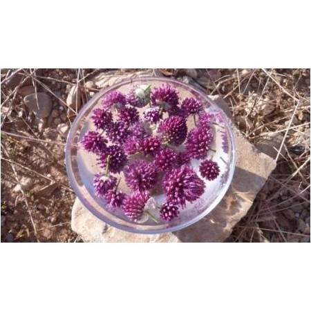 Ajo silvestre (Allium sphaerocephalon) 12 ml
