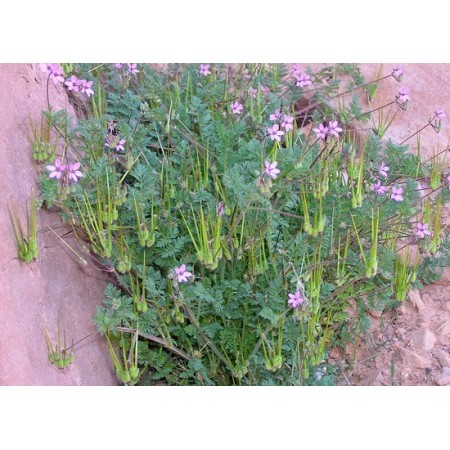Alfilerillo de Pastor (Erodium ciconium) 12 ml