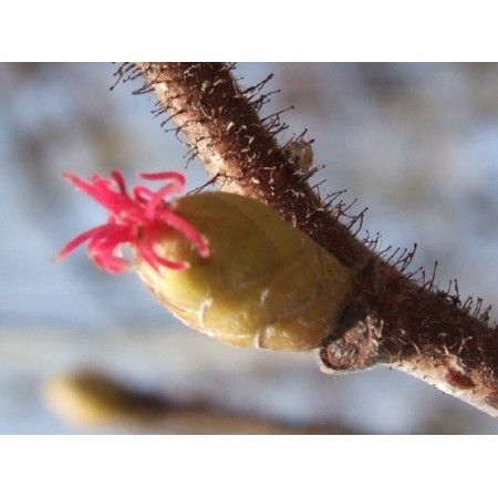 Avellano (Corylus avellana) 60 ml