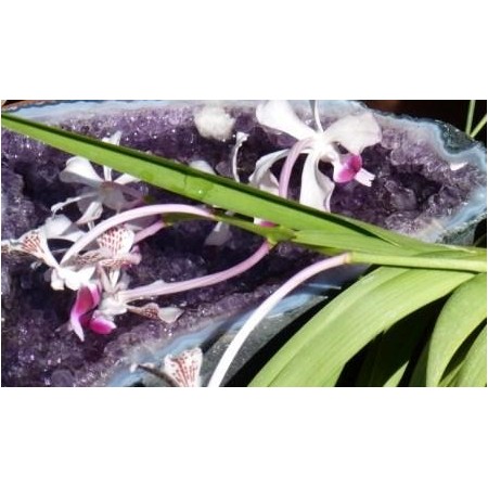 Orquídea de la alegría interior (Vanda tricolor) 12 ml