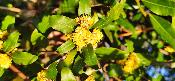 Laurel (Laurus nobilis) - 12 ml