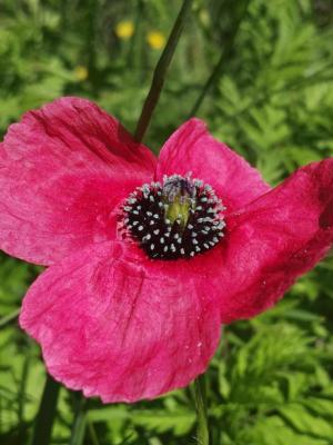 Amapola Mestiza (Papaver hybridum) - 60 ml