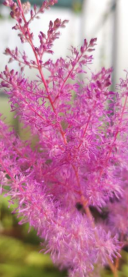 Astilbe (Astilbe sp.) - 60 ml