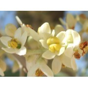 Olive (Olea europaea) 60 ml