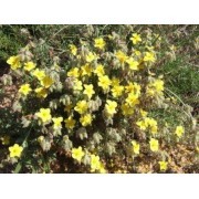 Rock Rose-sensitive (Helianthemum hirsutum) 12 ml