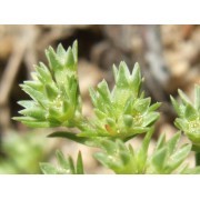 Scleranthus (Scleranthus annuus) 12 ml
