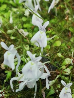 Utricularia (Utricularia sandersonii) - 12 ml