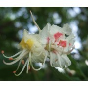 White Chestnut (Aesculus hippocastanum) 12 ml