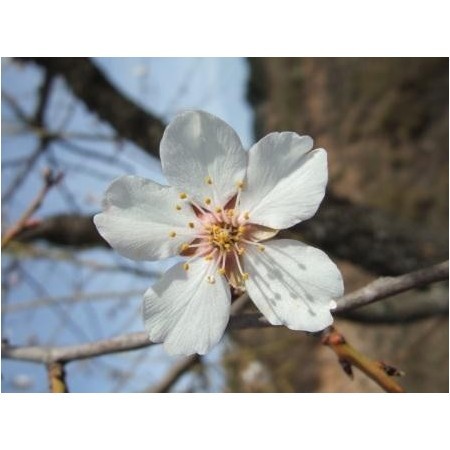 Almendro (Prunus amygdalus) 60 ml