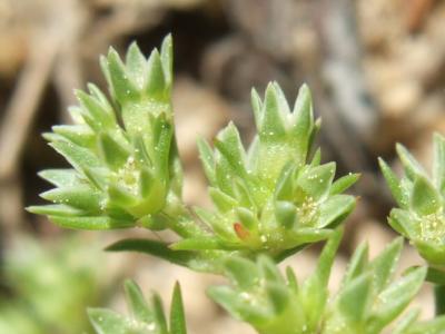 geo-Scleranthus (Scleranthus annua) - 12ml