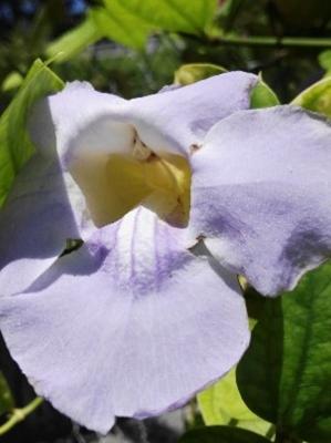 Tumbergia (Thunbergia laurifolia) - 60 ml