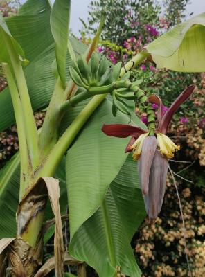 Banana japonesa (Musa basjoo) - 60 ml