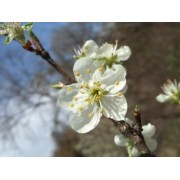 Cherry Plum-red (Prunus pissardii) 12 ml