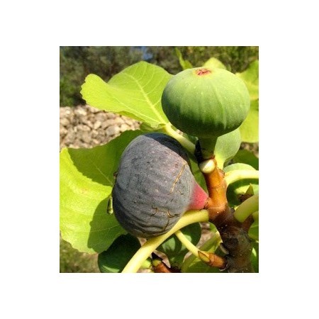 Higuera (Ficus carica) 12 ml