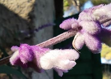 Salvia Cruz (Salvia leucantha) - 60 ml
