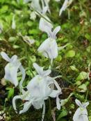 Utricularia (Utricularia sandersonii) - 60 ml
