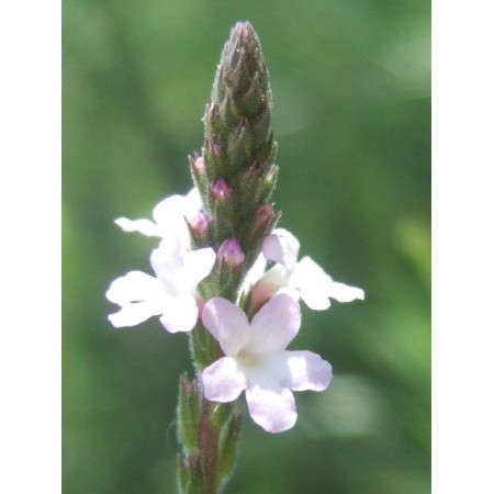 Vervain (Verbena officinalis) 60 ml