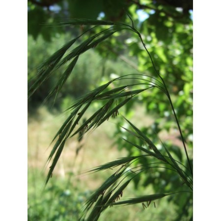 Wild Oat (Bromus ramosus) 12 ml