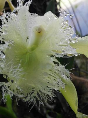 Orquídea de Conexión Maestra (Rhyncholaelia digbyana) - 60 ml 