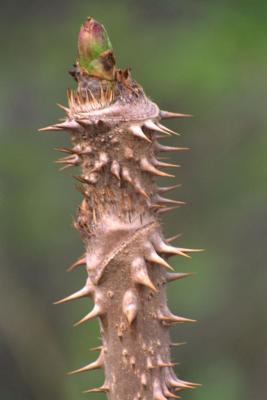 Aralia (Aralia elata) - 12 ml