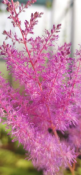 Astilbe (Astilbe sp.) - 12 ml