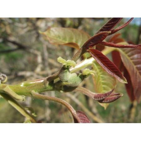 Walnut (Juglans regia) 12 ml