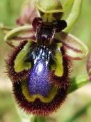 Espejos del Alma (Ophrys speculum) - 12 ml