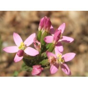 Centaury (Centaurium erythraea) 12 ml